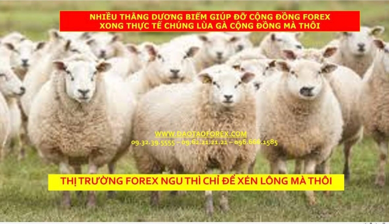 NHIỀU THẰNG DƯƠNG BIỂM GIÚP ĐỠ CỘNG ĐỒNG FOREX XONG THỰC TẾ CHÚNG LÙA GÀ CỘNG ĐỒNG MÀ THÔI