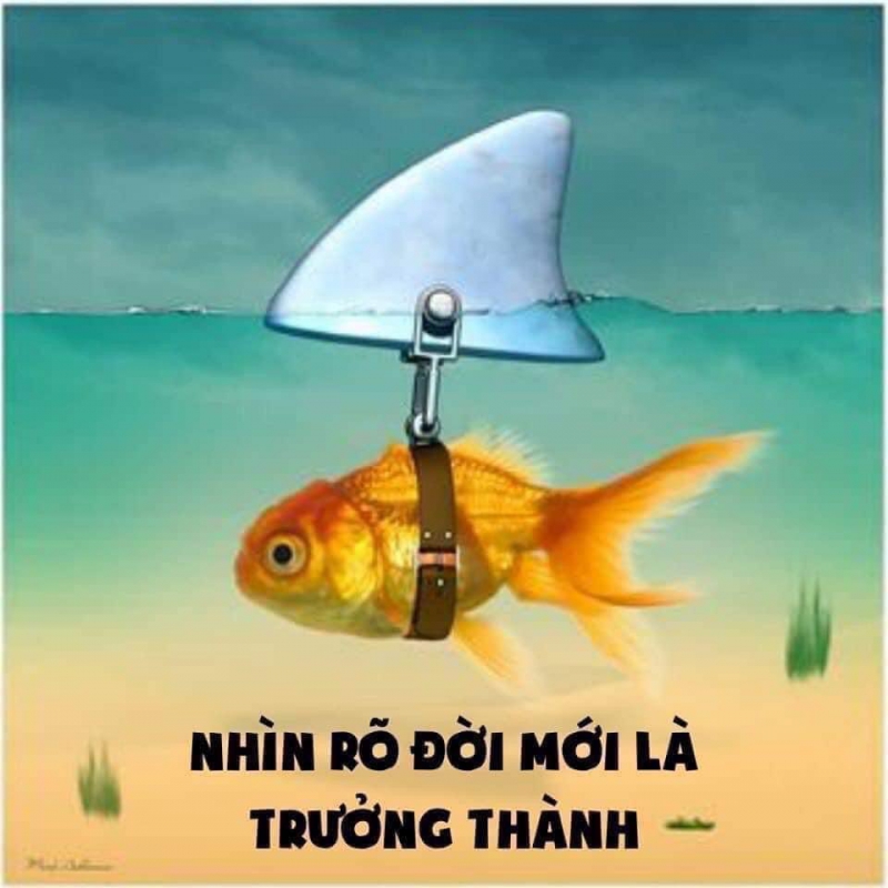 HỌC FOREX CHIÊU TRÒ LỪA ĐẢO CẦM TAY CHỈ VIỆC