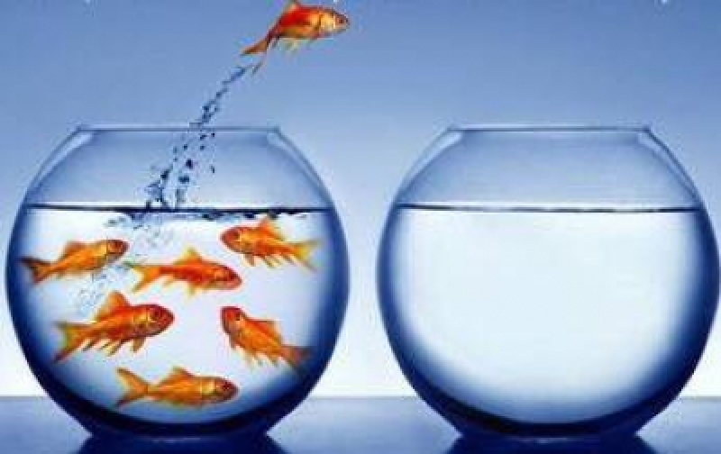 Trên thị trường giao dịch Forex và giao dịch vàng
