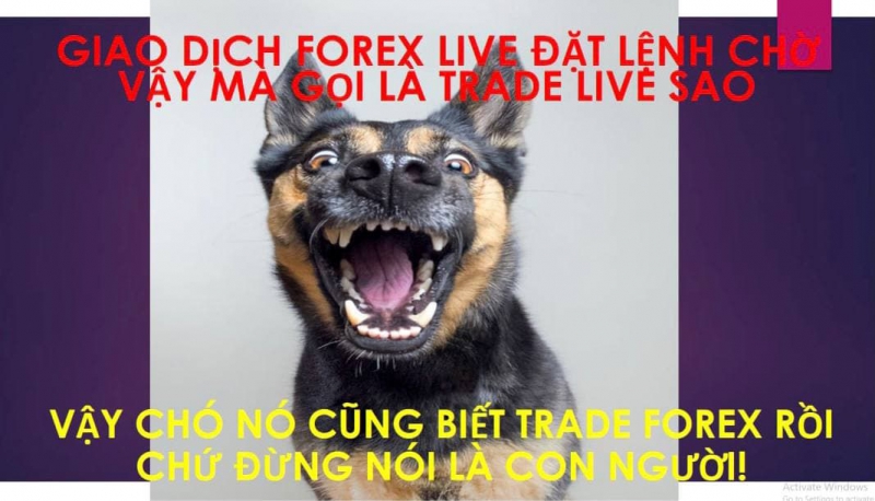 GIAO DỊCH FOREX LIVE ĐẶT LỆNH CHỜ VẬY MÀ GỌI LÀ TRADE LIVE SAO